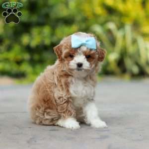 Dolly, Cavapoo Puppy